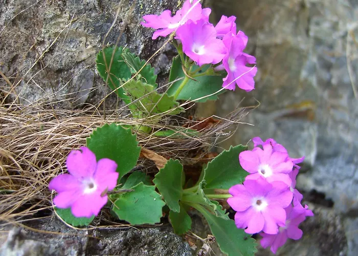 Lurega - Inklusive Sommer Card Galtür
